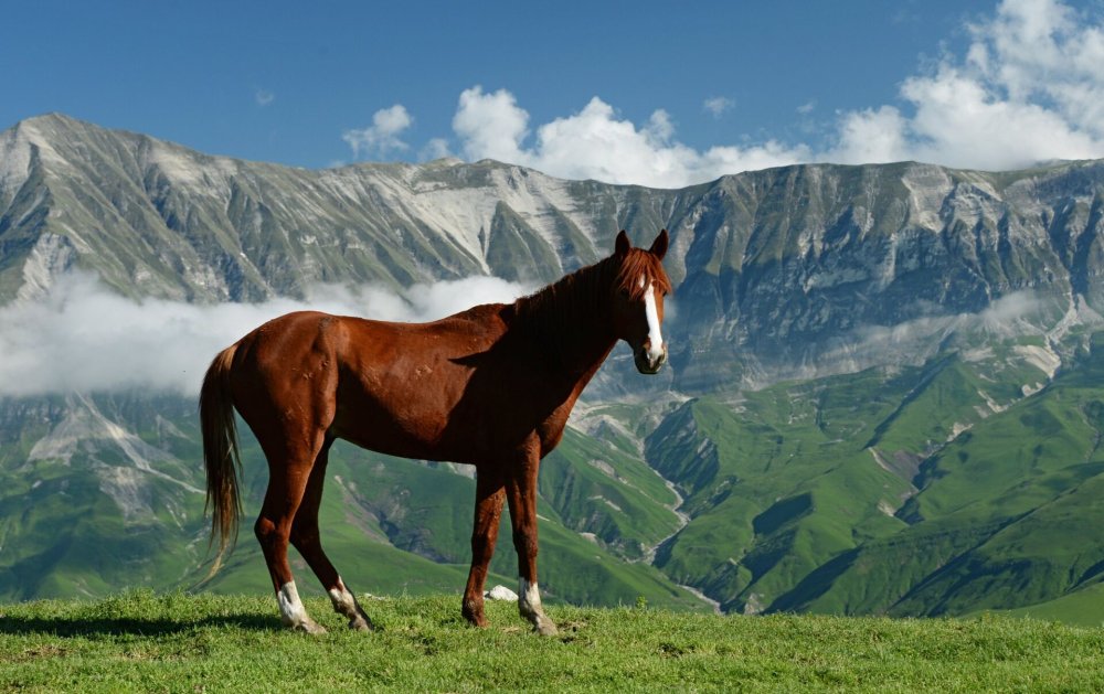 Дагестанские горные породы лошадей