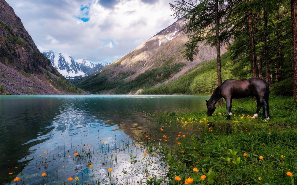 Алтай цветы Шавлинское озеро