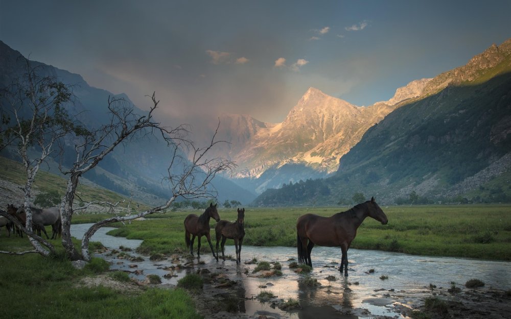 Природа Кыргызстана табун лошадей