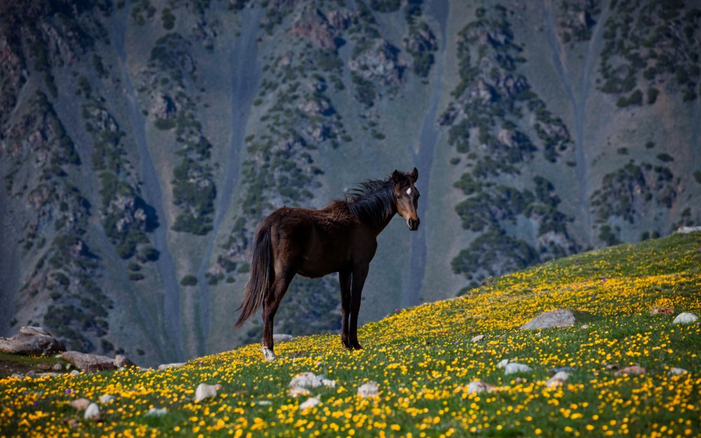 Киргизия горы Долина Арашан