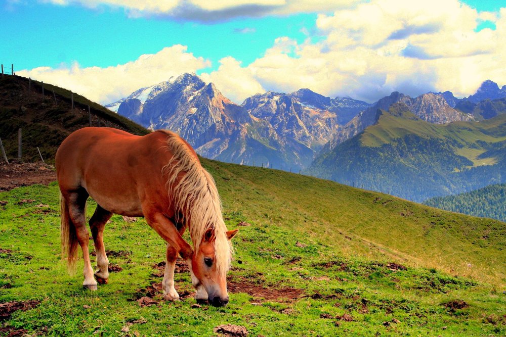 Штат Монтана природа с лошадьми