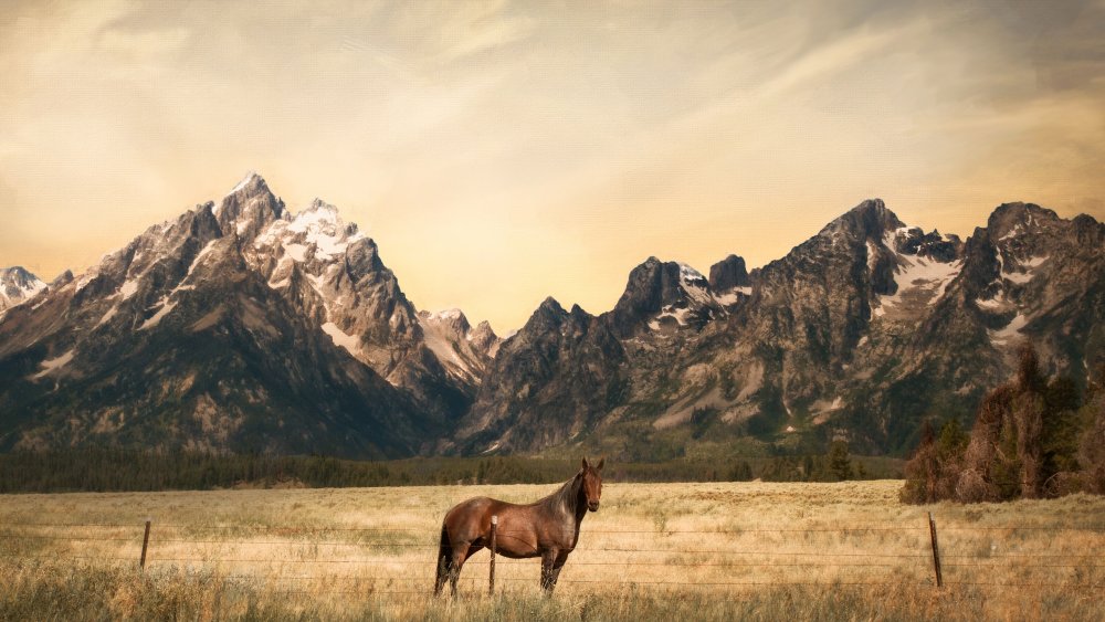 Лошади в горах