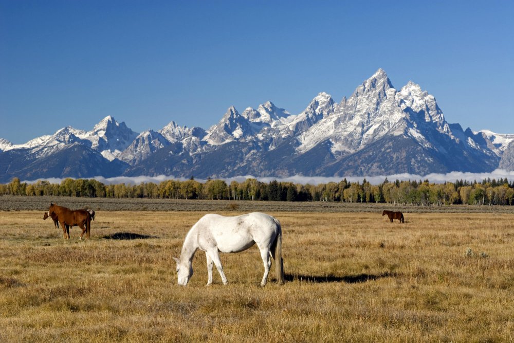 Гранд Тетон национальный парк Вайоминг США лошади