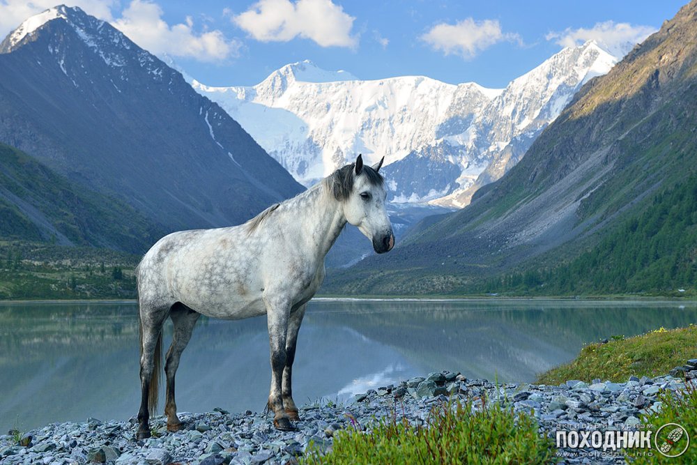 Горный Алтай лошади