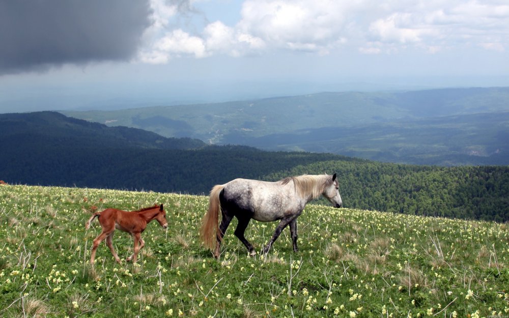 Лошади на природе