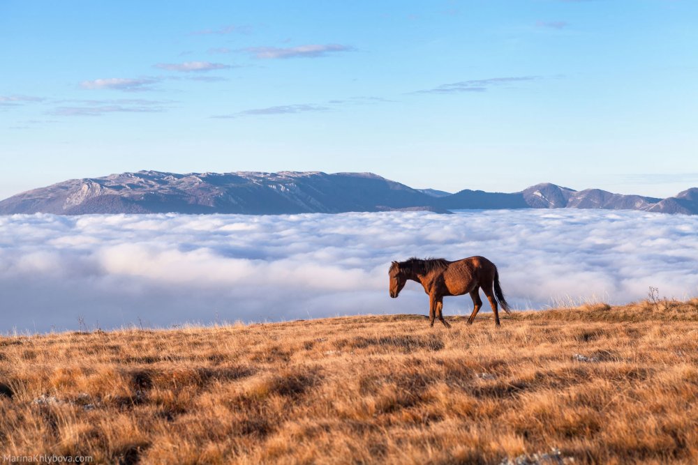 Конь на горе Демерджи в Крыму