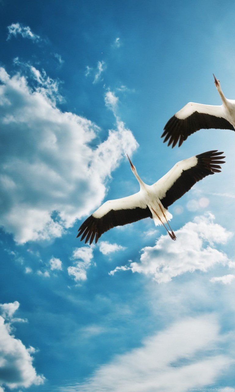 Птица в небесах