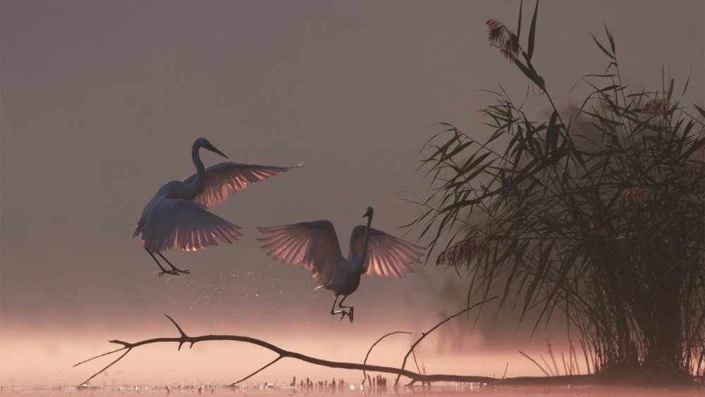 Птицы в тумане