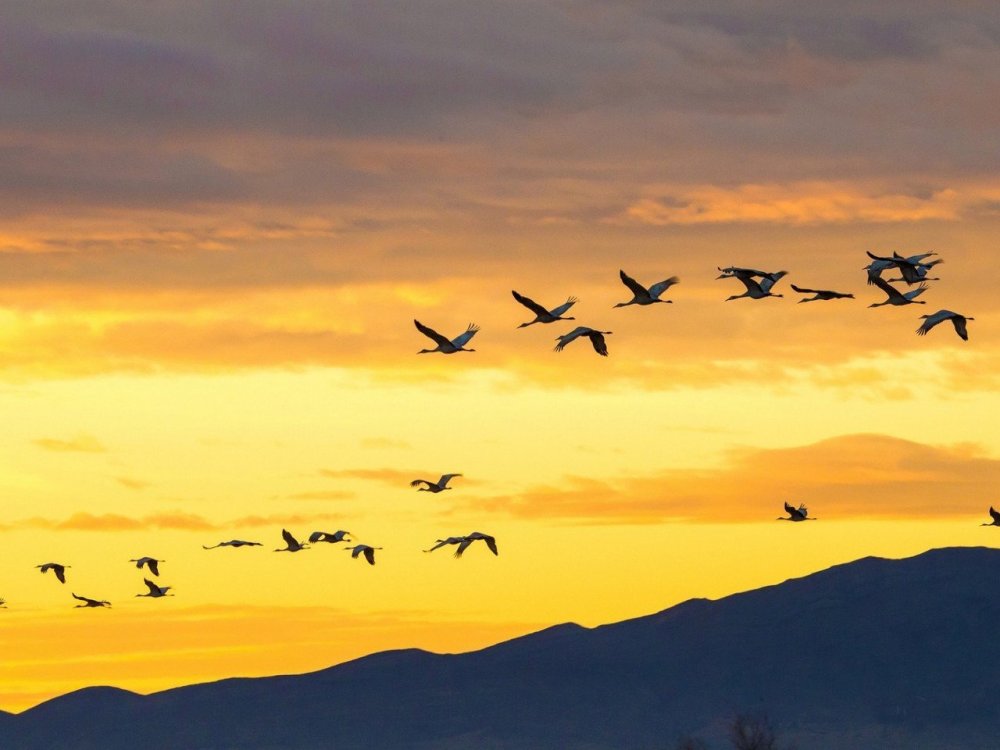 Журавлиный Клин в небе