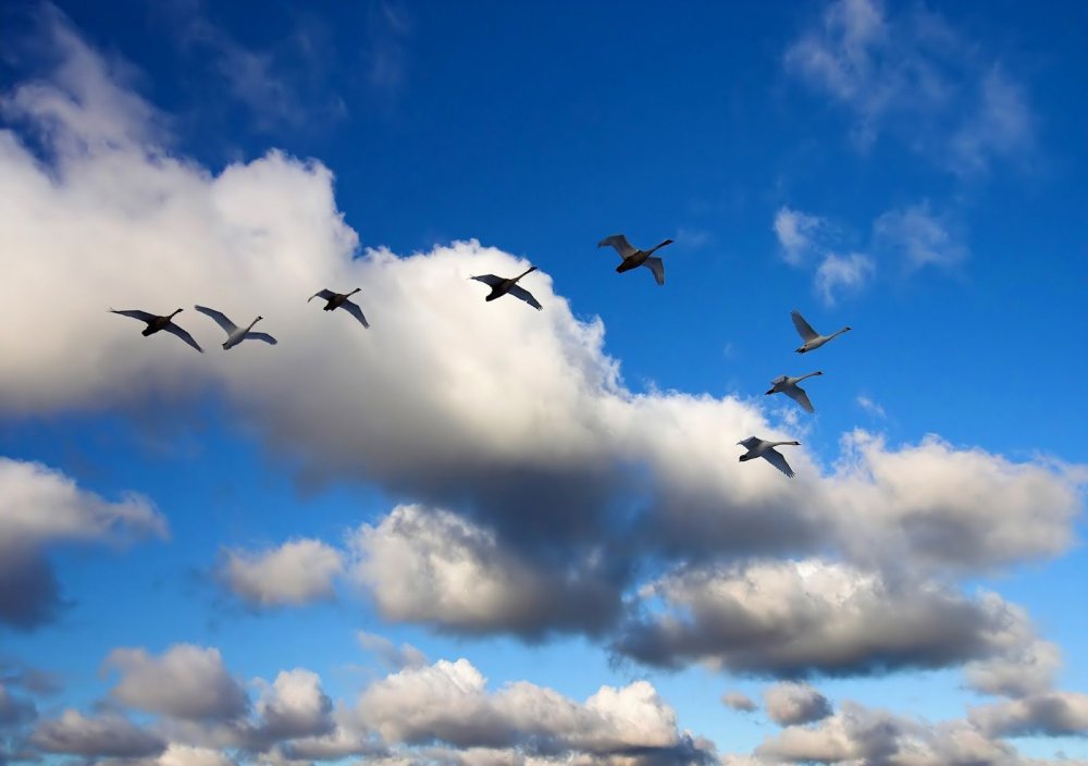 Стая журавлей