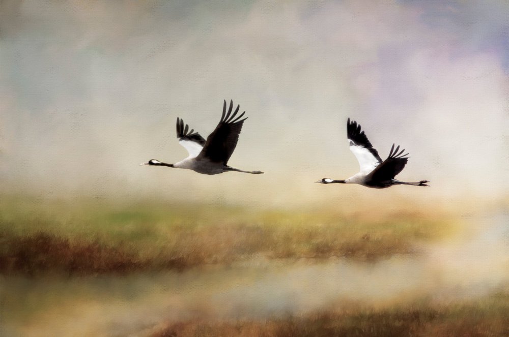 Степанов Журавли летят