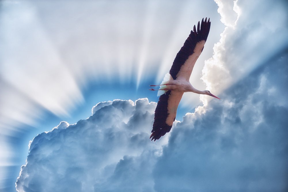 Журавль в небе