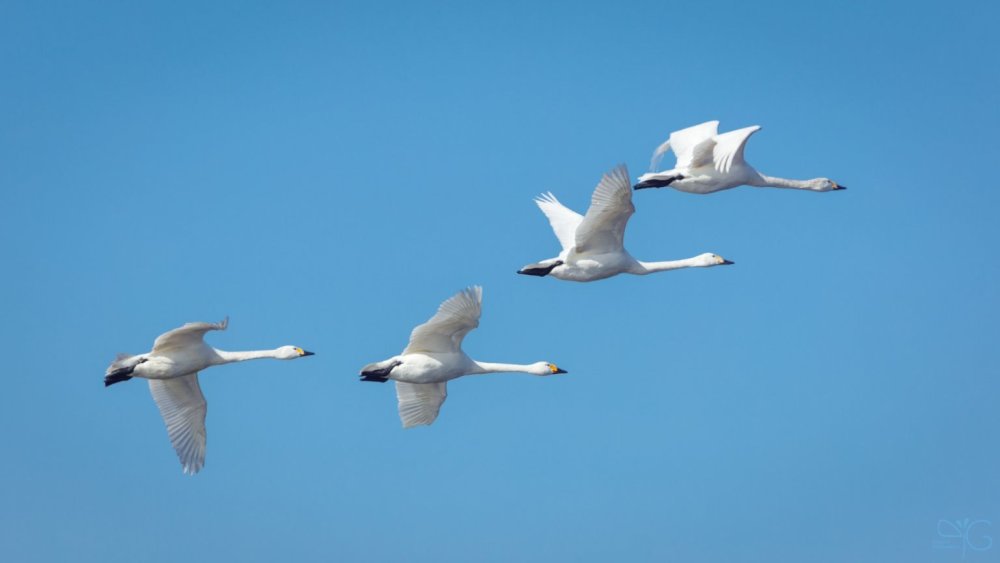 Перелет лебедей