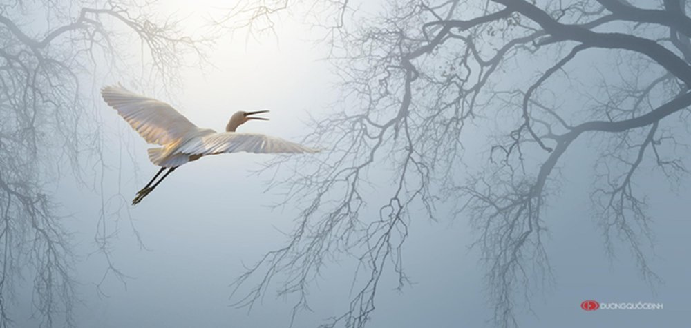 Журавли и туман