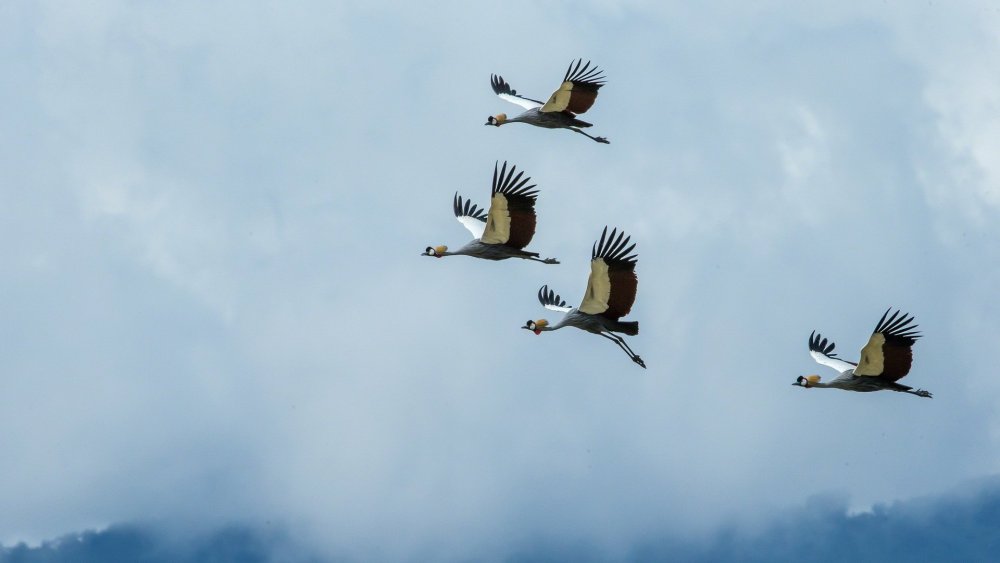 Стая аистов в небе