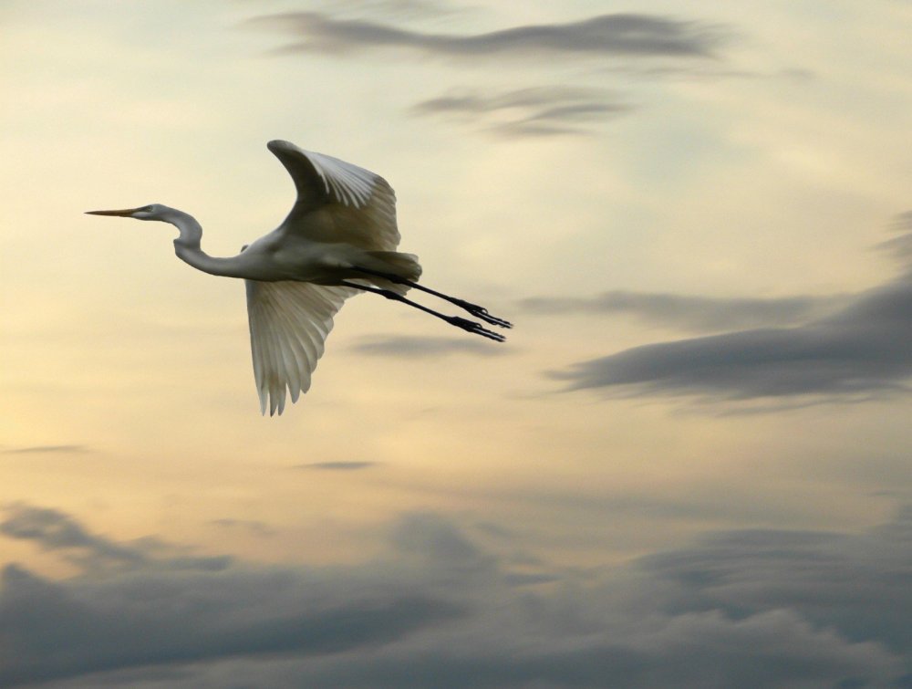 Парящий журавль