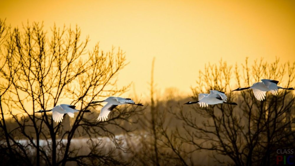 Птица летит