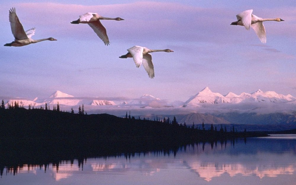 Лебеди в небе