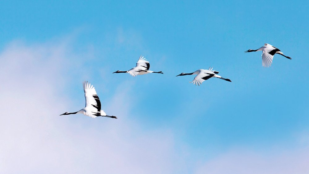 Белый журавль в полете