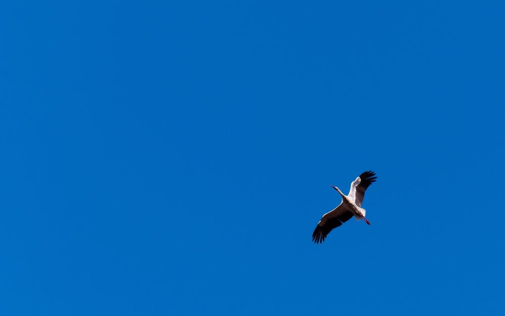 Журавль в небе