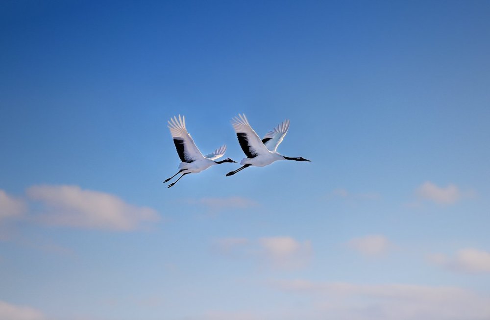 Журавли летают