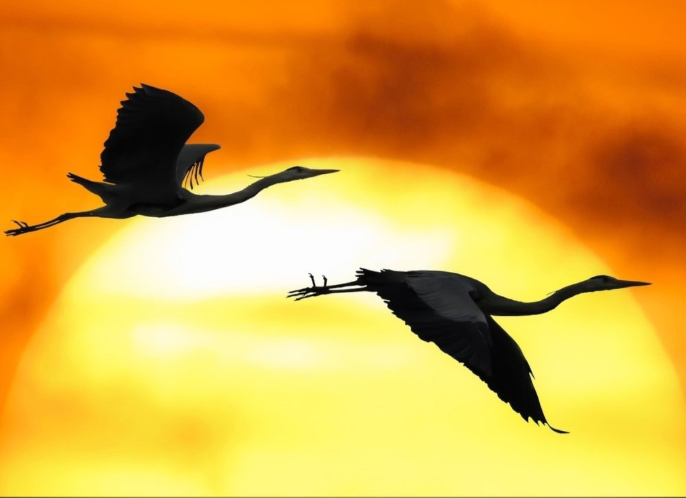 Журавль на фоне солнца