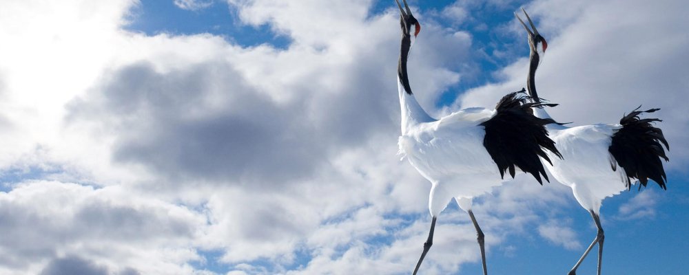 Журавли фон