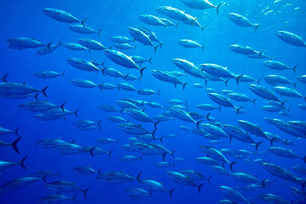 Рыбы в море
