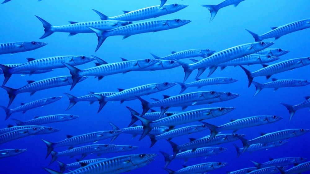 Барракуда рыба стая