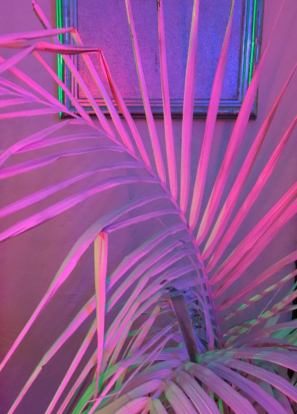 Розовые листья пальмы