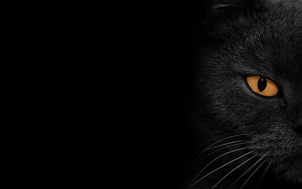 Кошка на темном фоне