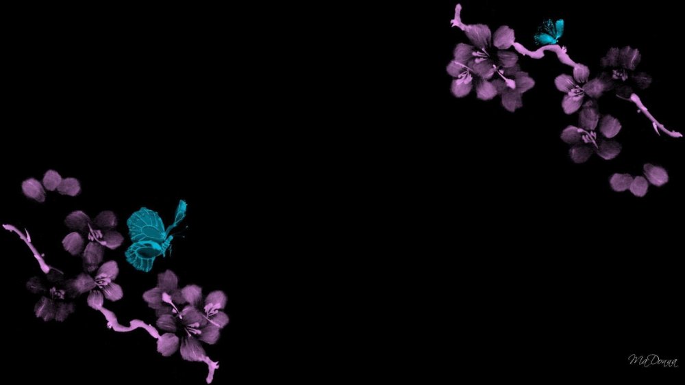 Сакура на черном фоне