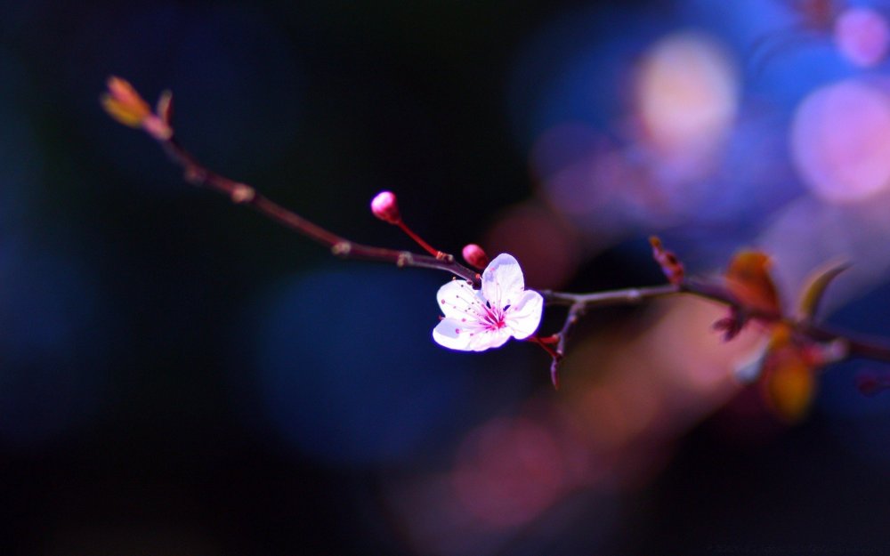 Ветка Сакуры