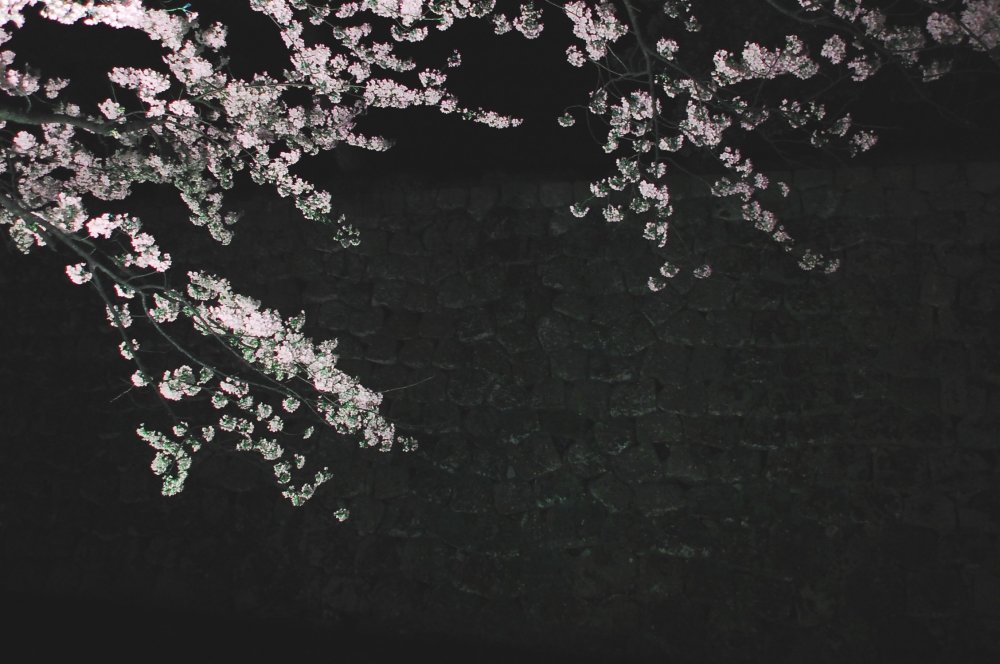 Ветка Сакуры на черном фоне