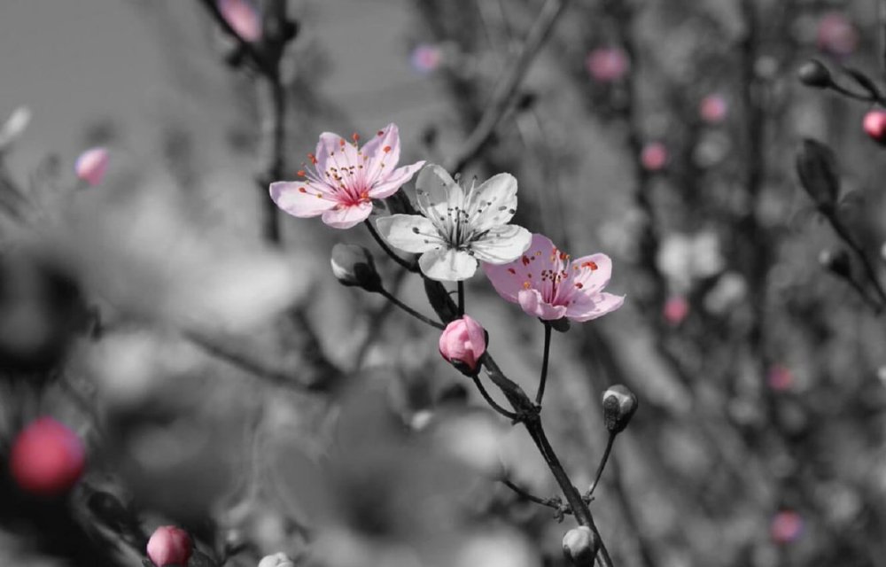 Цветы на сером фоне