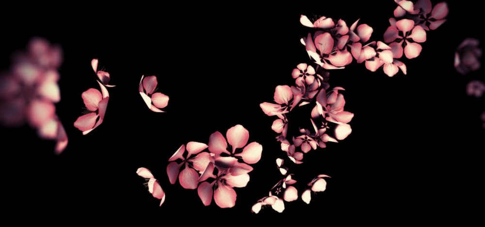 Цветы Сакуры на темном фоне