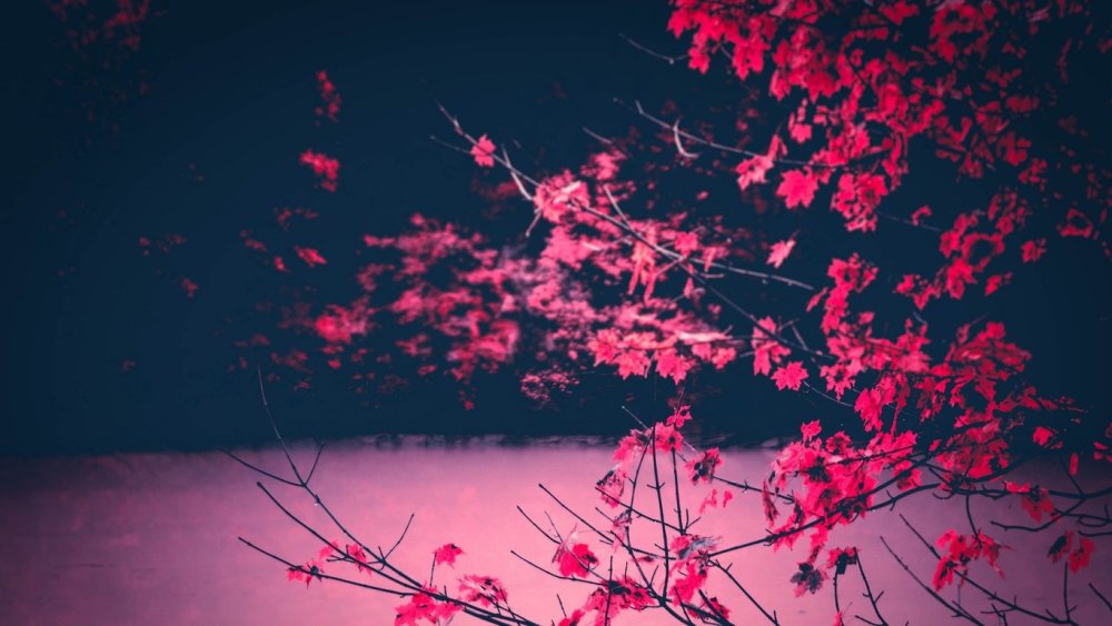 Сакура Эстетика