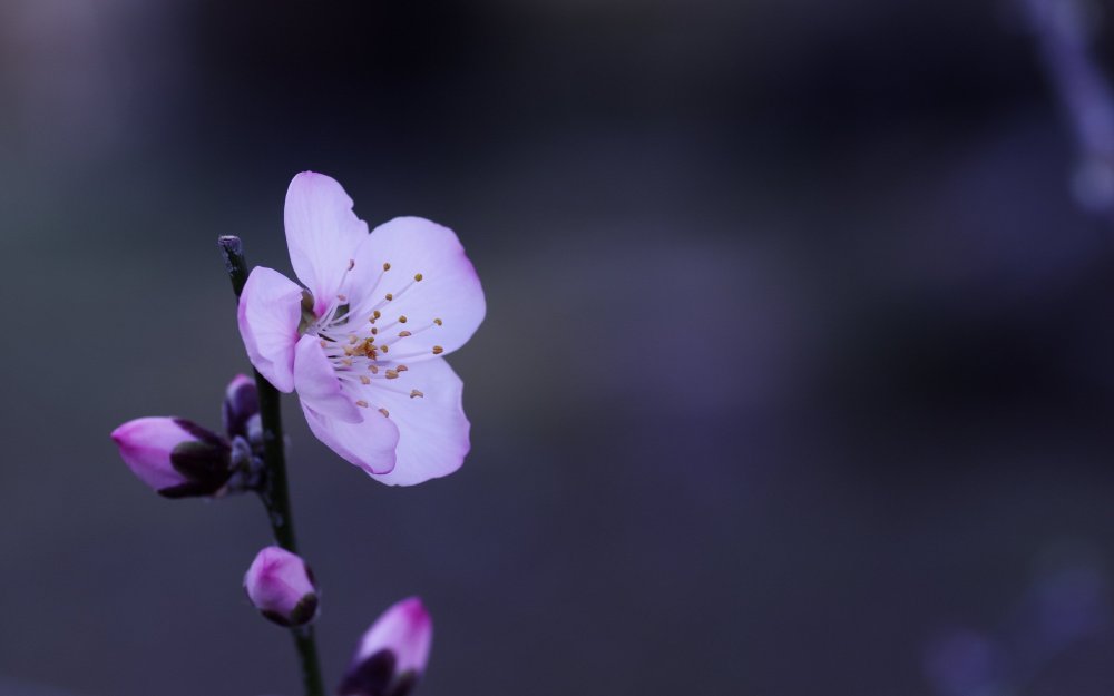 Цветы Минимализм