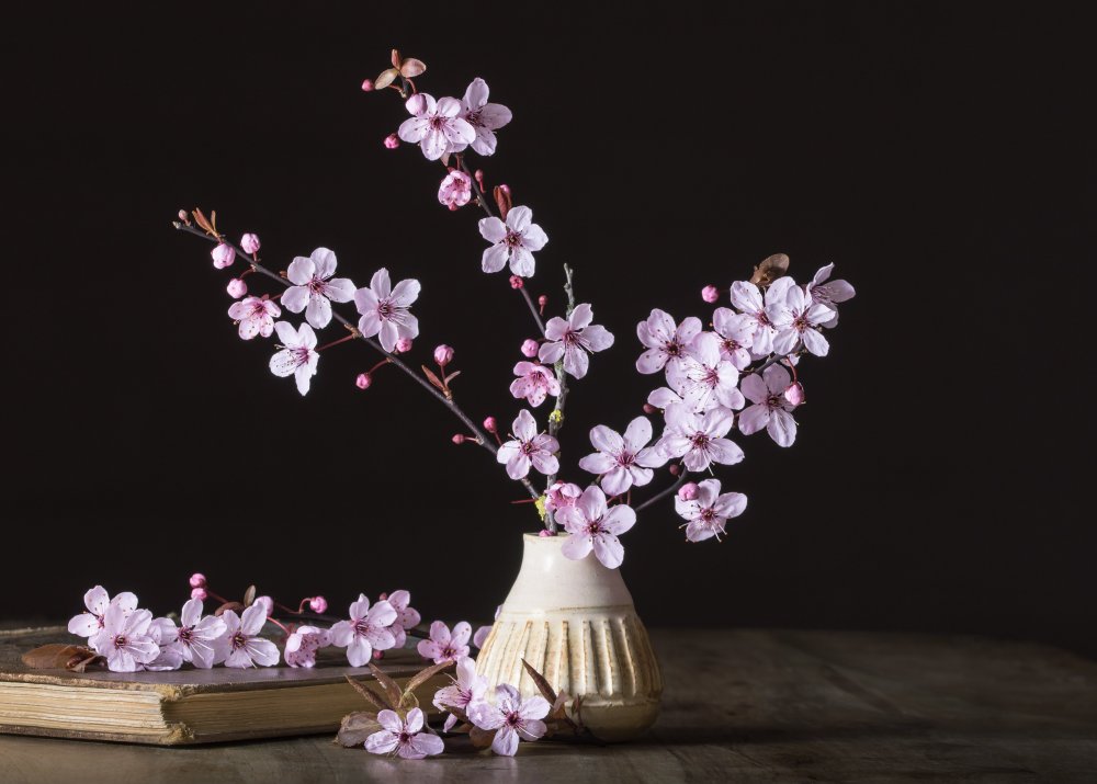 Ветка Сакуры в вазе