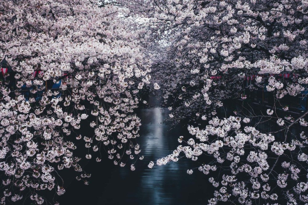 Сакура Эстетика