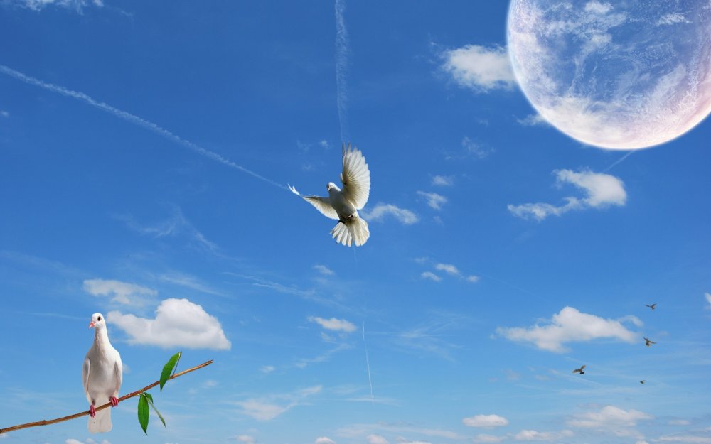 Голубое небо с птицами