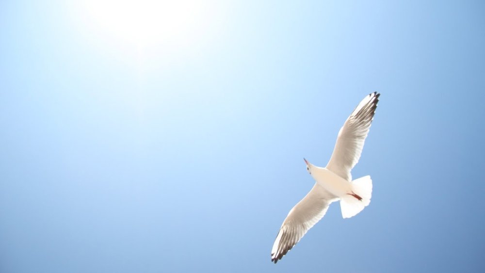 Белые птицы в небе