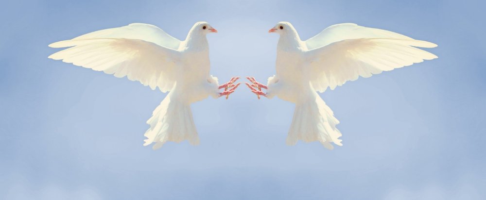 Два белых голубя