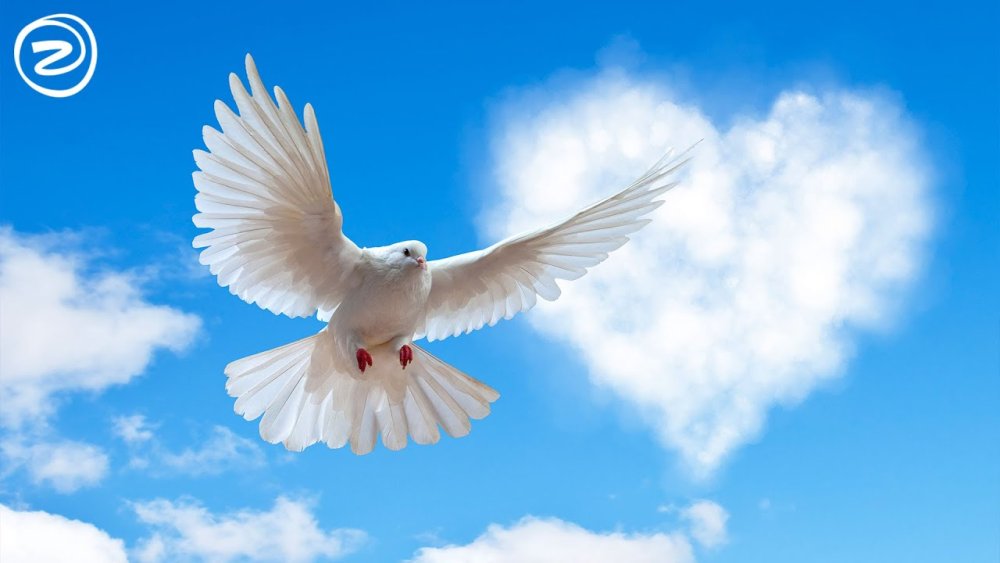 Голуби в небе