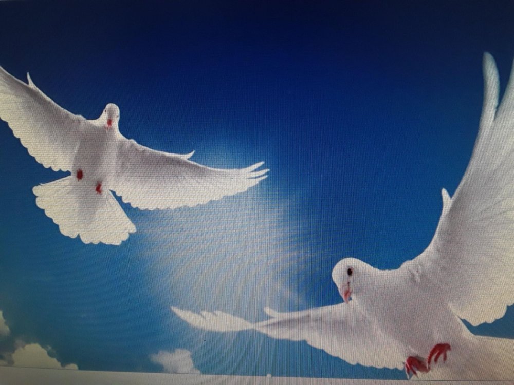 Голубь парящий в небе