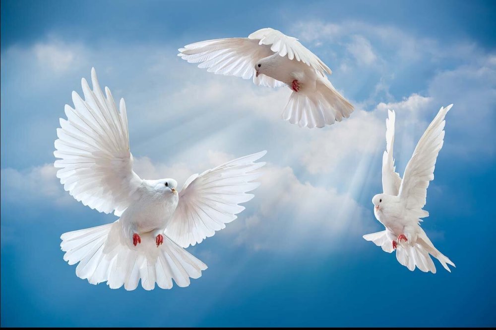 Натяжной потолок с голубями