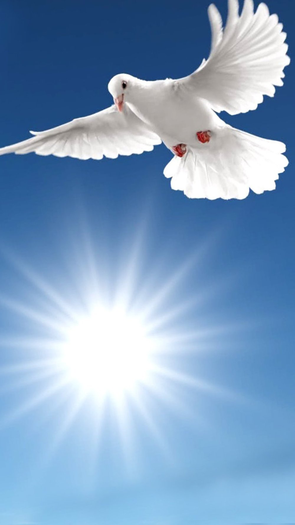 Белый голубь