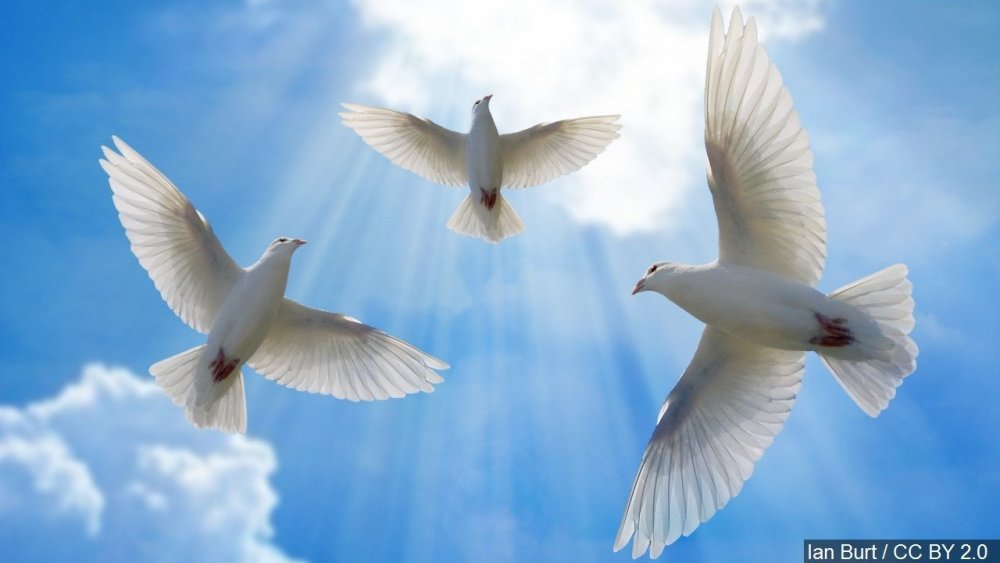 Стая белых голубей в небе