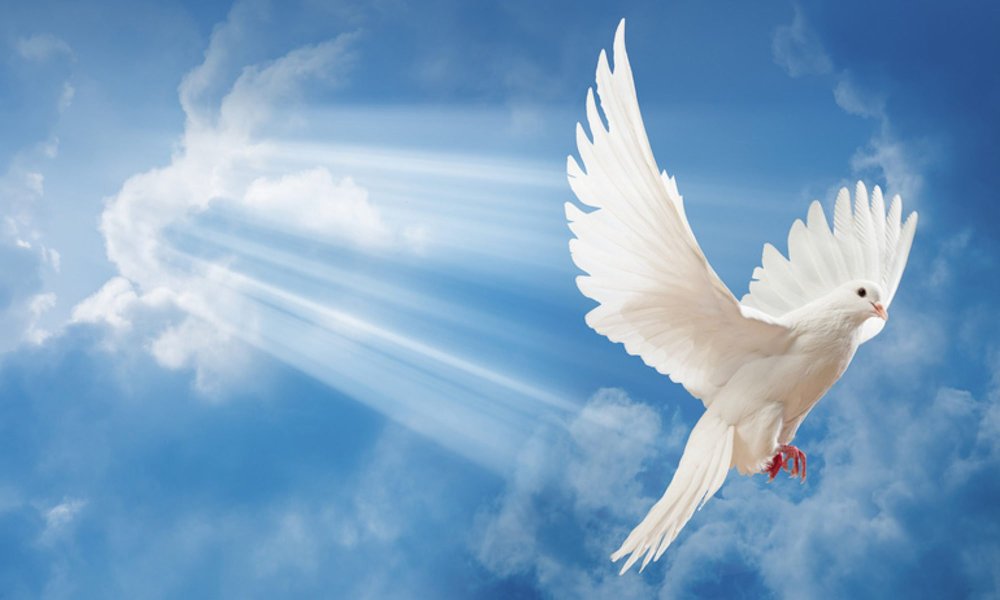 Голуби в небе