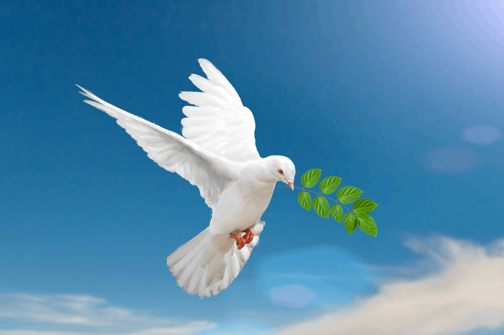 Белый голубь мир